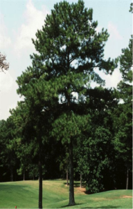 Loblolly Pine